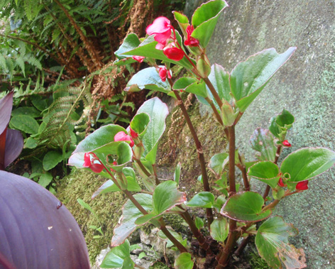 begonia semperflorens