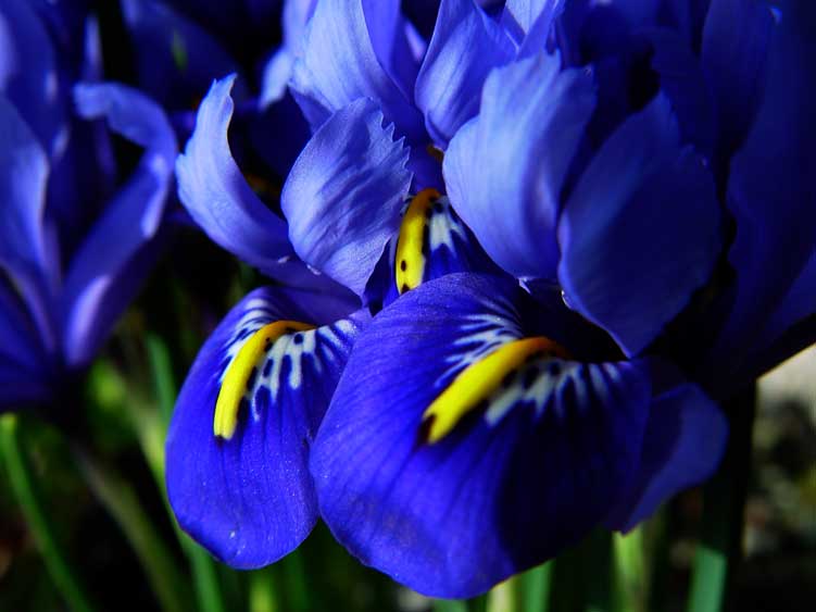 flowers for flower lovers.: Iris flowers.
