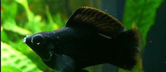Ikan Black Molly Dan Cara Merawatnya