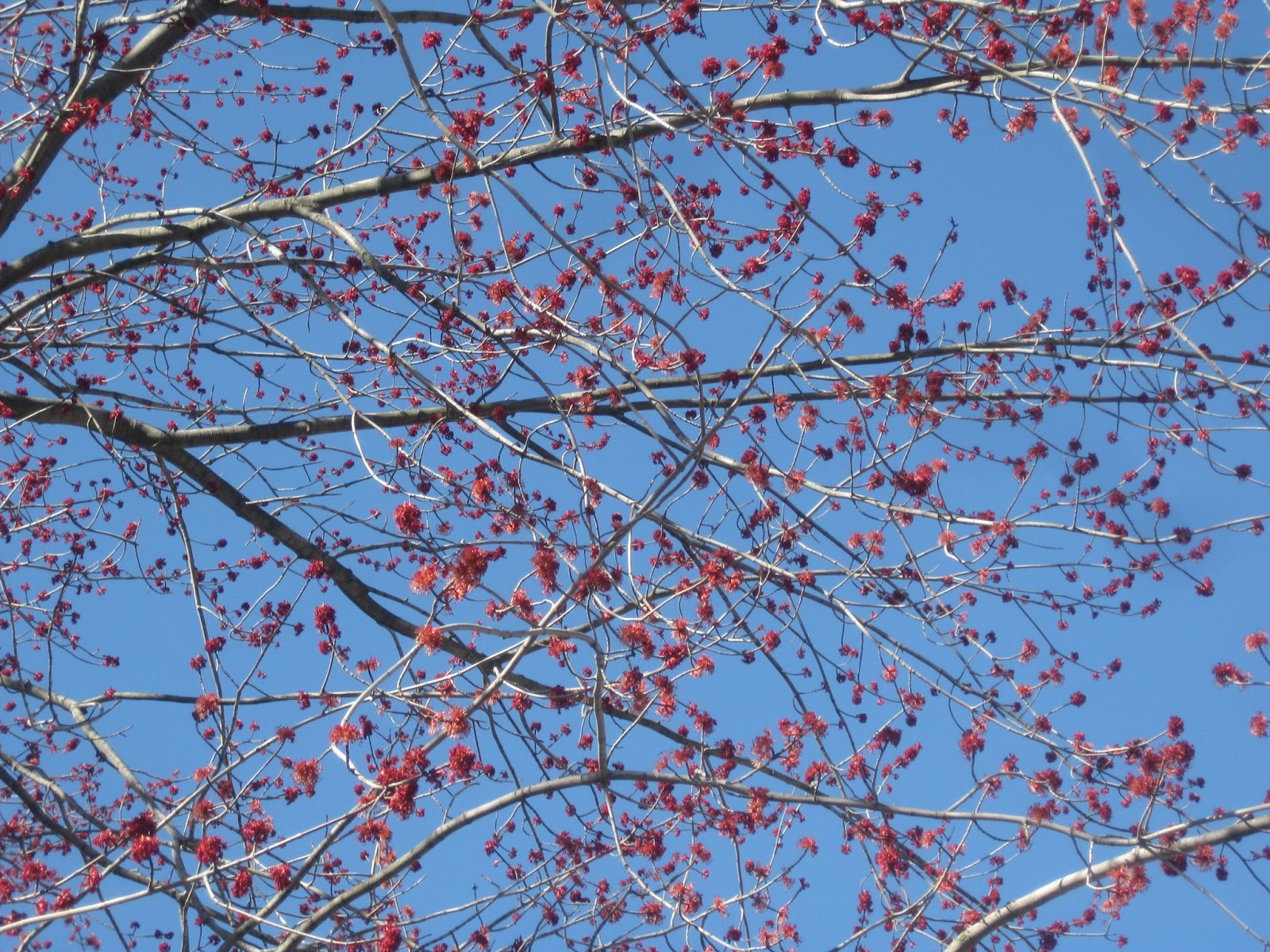 Trees Red maples flowering in April