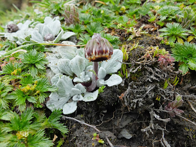Chersodoma ovopedata at Salkantay Pass, Plant with Flower