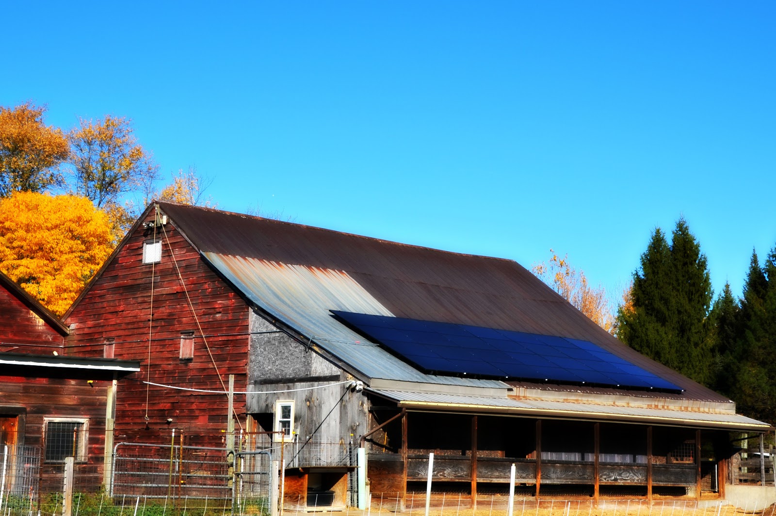 Browsing at Sunny Acres