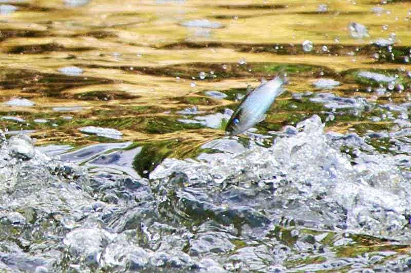 Ryukyu Life Nature Photo Fish Jumping Out of Water