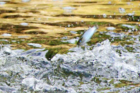 fish, jumping out of water