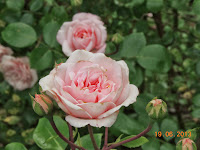 rosier kordes