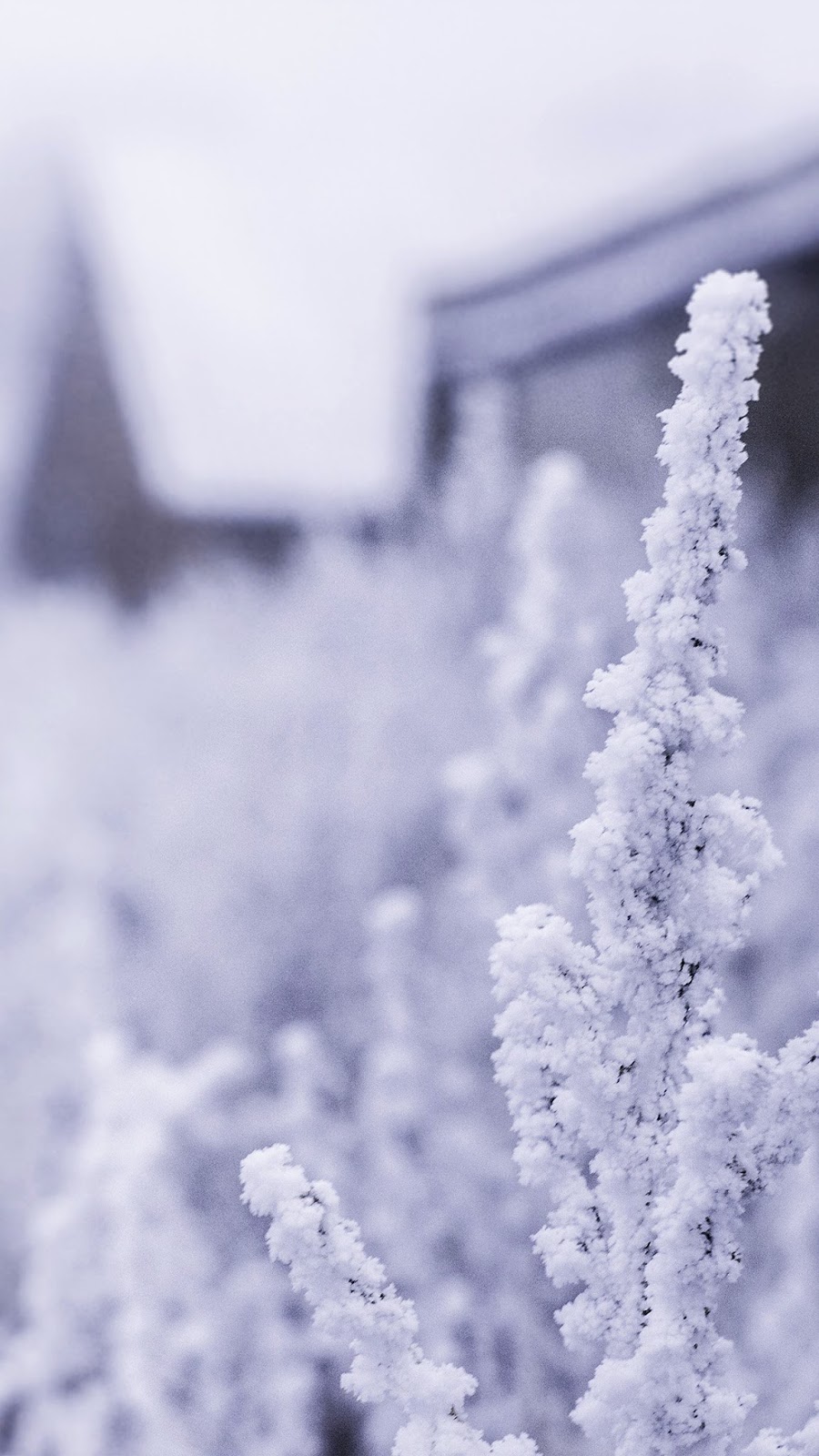 snow-white-winter-flower-blue-iphone6-plus-wallpaper.jpg