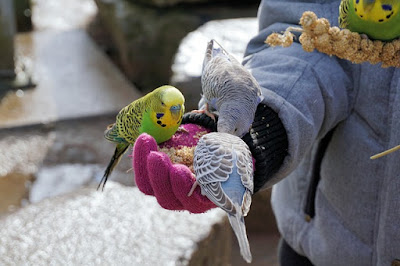 Budgie Fun