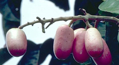 buahan tersebut tidak abnormal lagi dan juga sangat gampang untuk ditemui di Indonesia maupun d 10 Buah Unik yang Belum Pernah Anda Temui 