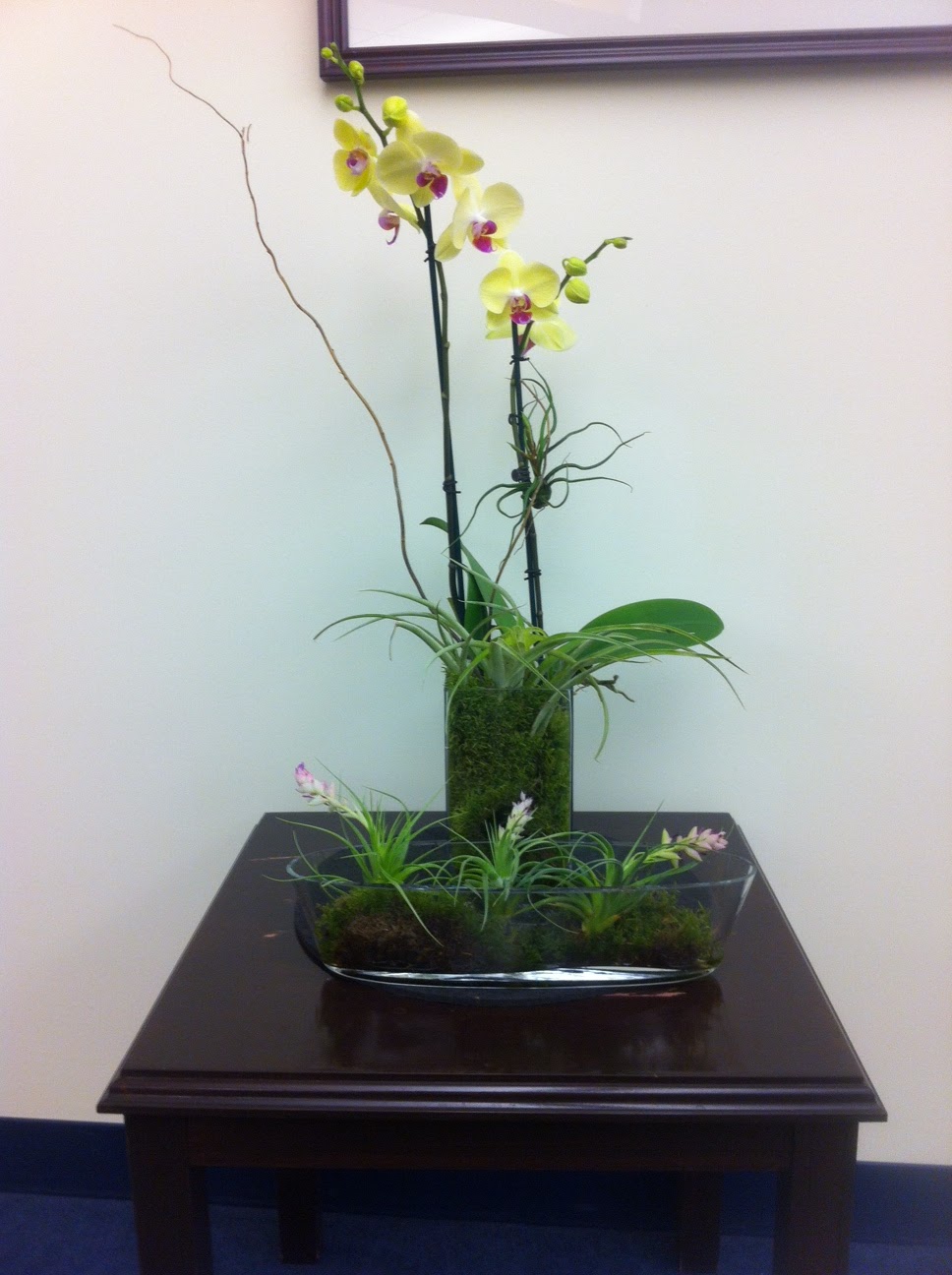 PDI Plants Blog July 2015