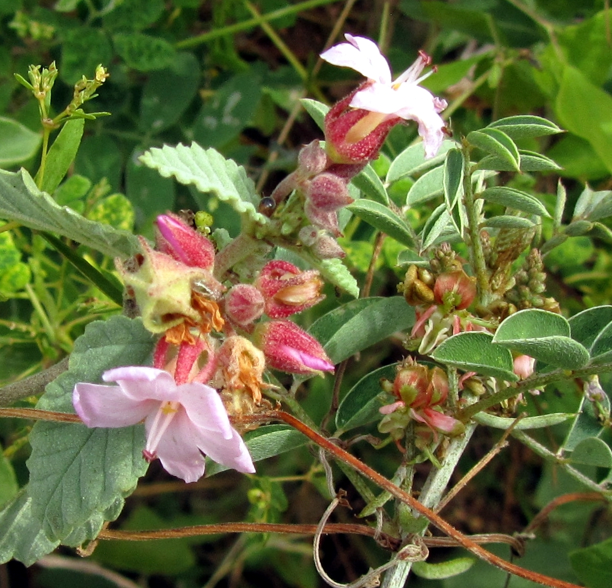 Hiking Curaçao Flora and Fauna Tiny flowers and plants Minibloemen