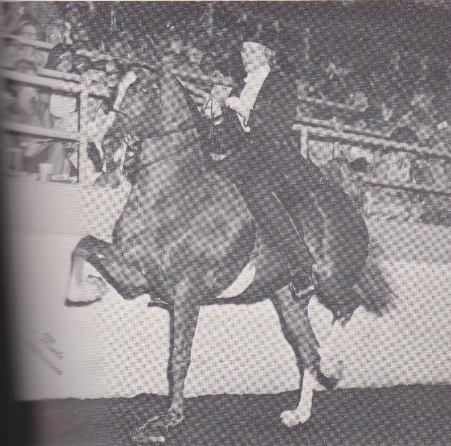 The American Saddlebred 8/12/17 1967 A snapshot from half a century