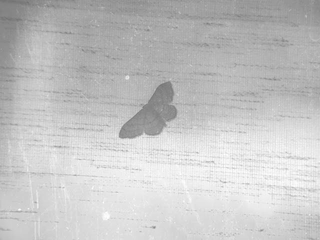 a moth on a distressed whit background