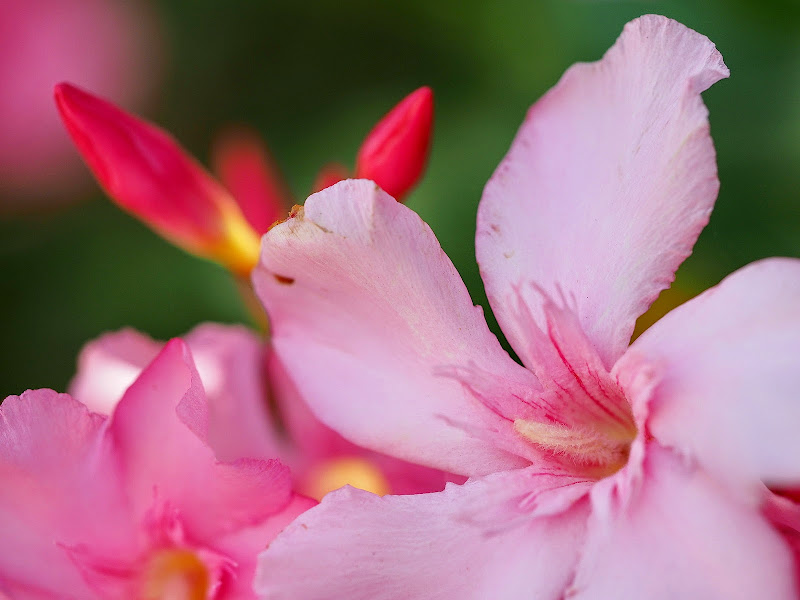 Olympus OMD EM1 + M.Zuiko 60 Macro a 60 (120) mm • ISO 200 • 1/500 • f/2,8