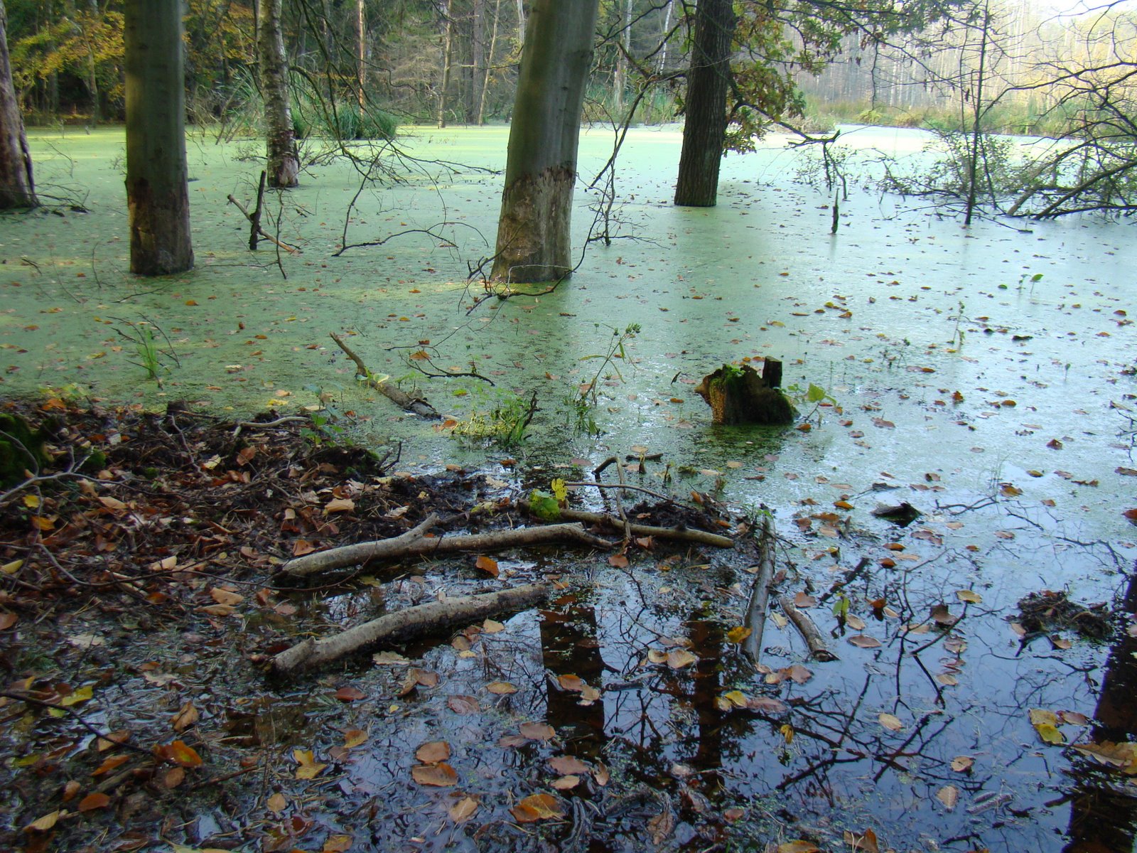 Brahmi bacopa opinie chorych nerek