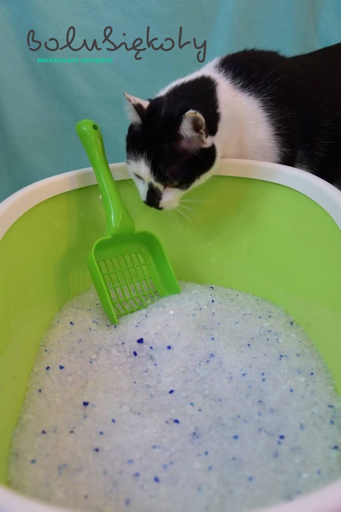 Jaka Kuwete Dla Kota Wybrac Bo Lubie Koty Koci Blog Blog O