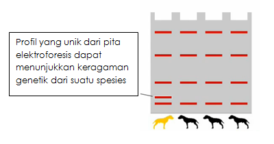 Lab Biomol: DNA marker molekuler : RAPD