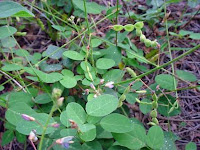 desmodium plant