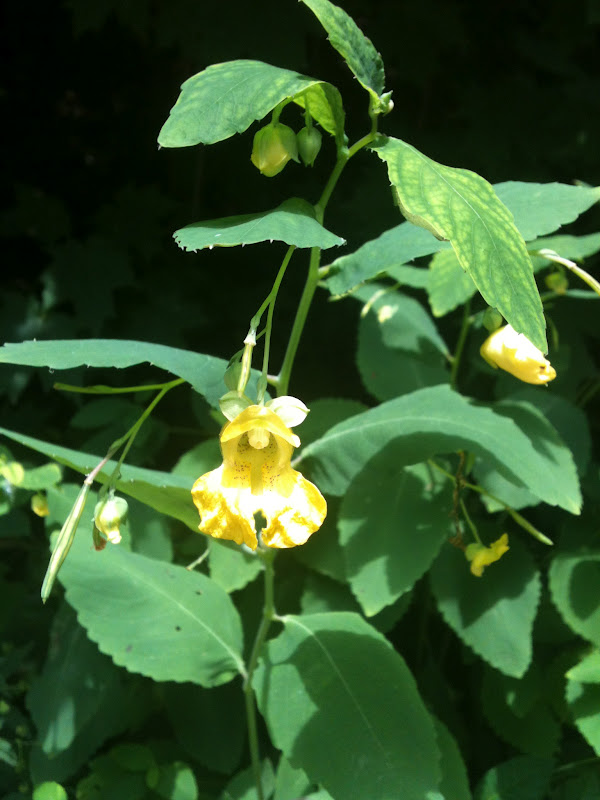 Erin Zimpel Types Of Yellow Bell Flowers / Bulaklak Decor Yellow Bell