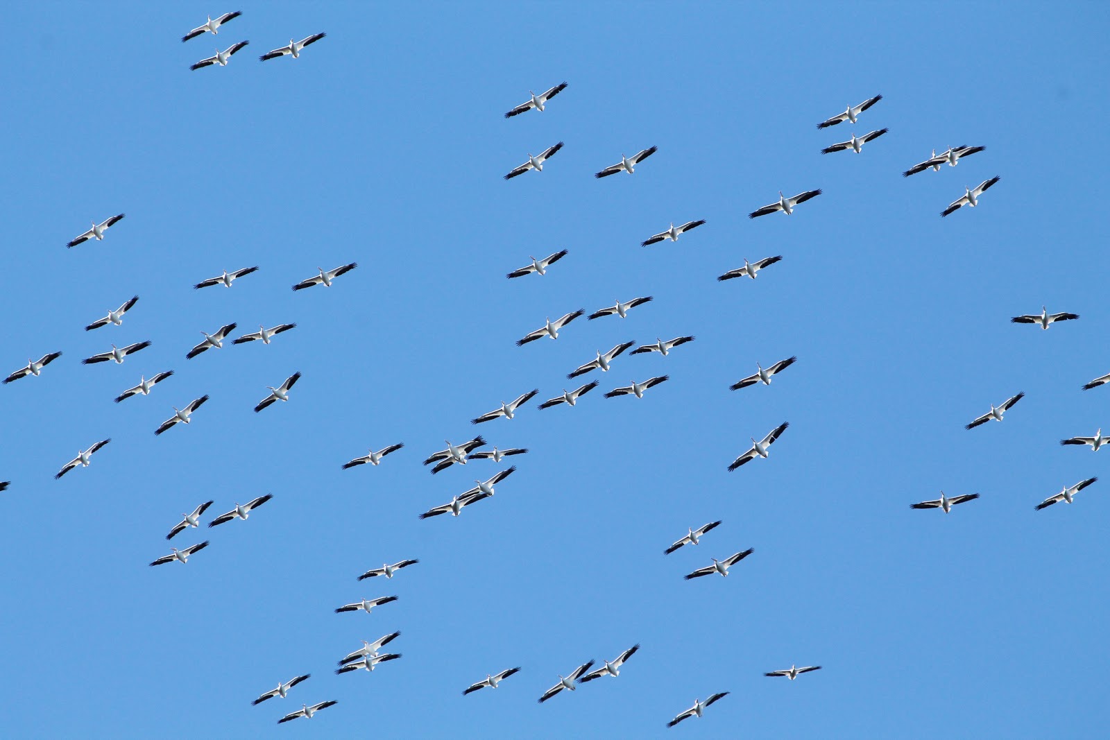 Joan and Dan's Birding Blog: American White Pelican