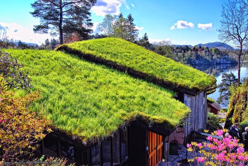 Roofs Grass Roofs