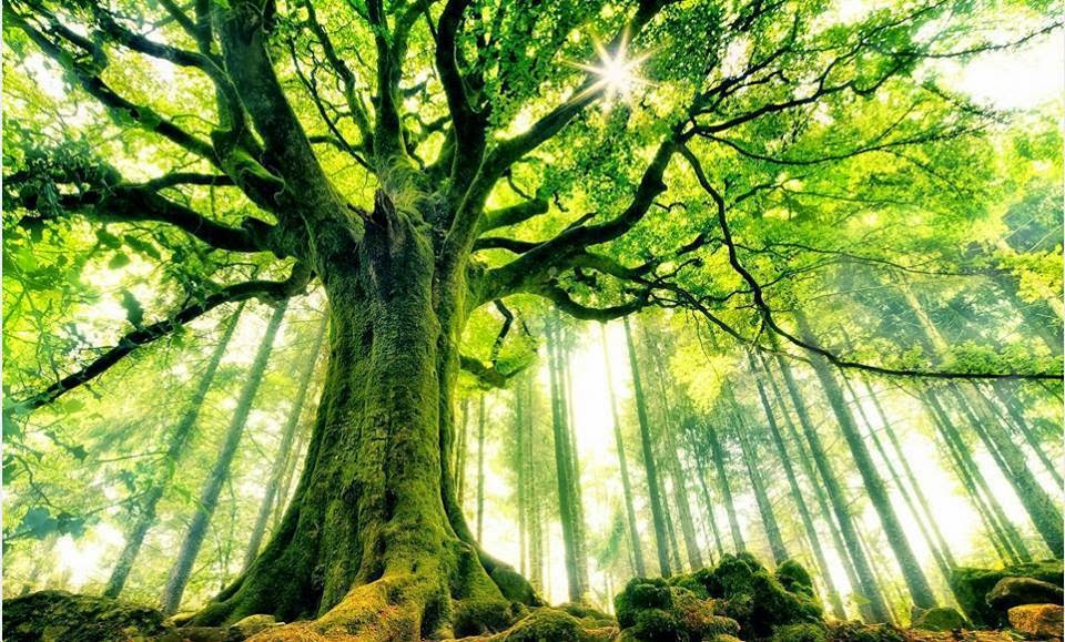 Most Magnificent Trees From Around The World Hafacs