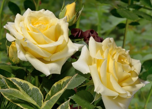 Mohana rose сорт розы фото  