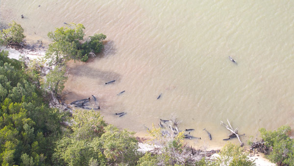 More marine life misery in the US: 81 whales die off South Florida coast Killer-whales