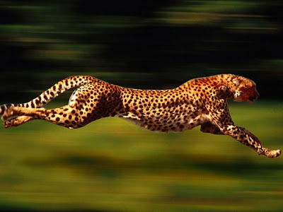 Top 10 Haiwan Terpantas Di Dunia cheetah