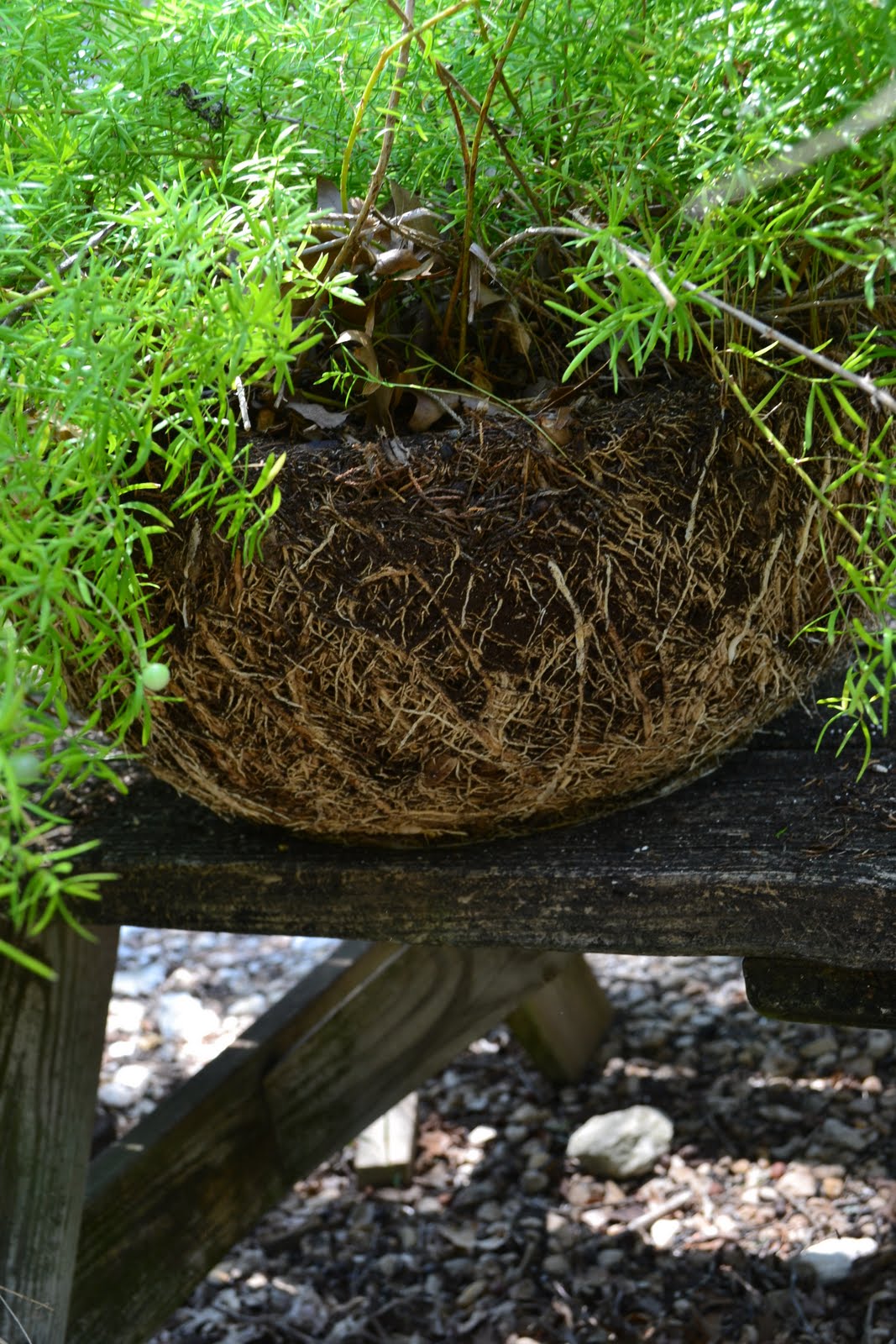 A Southwest Gardener's Journal Repotting 101Asparagus Fern