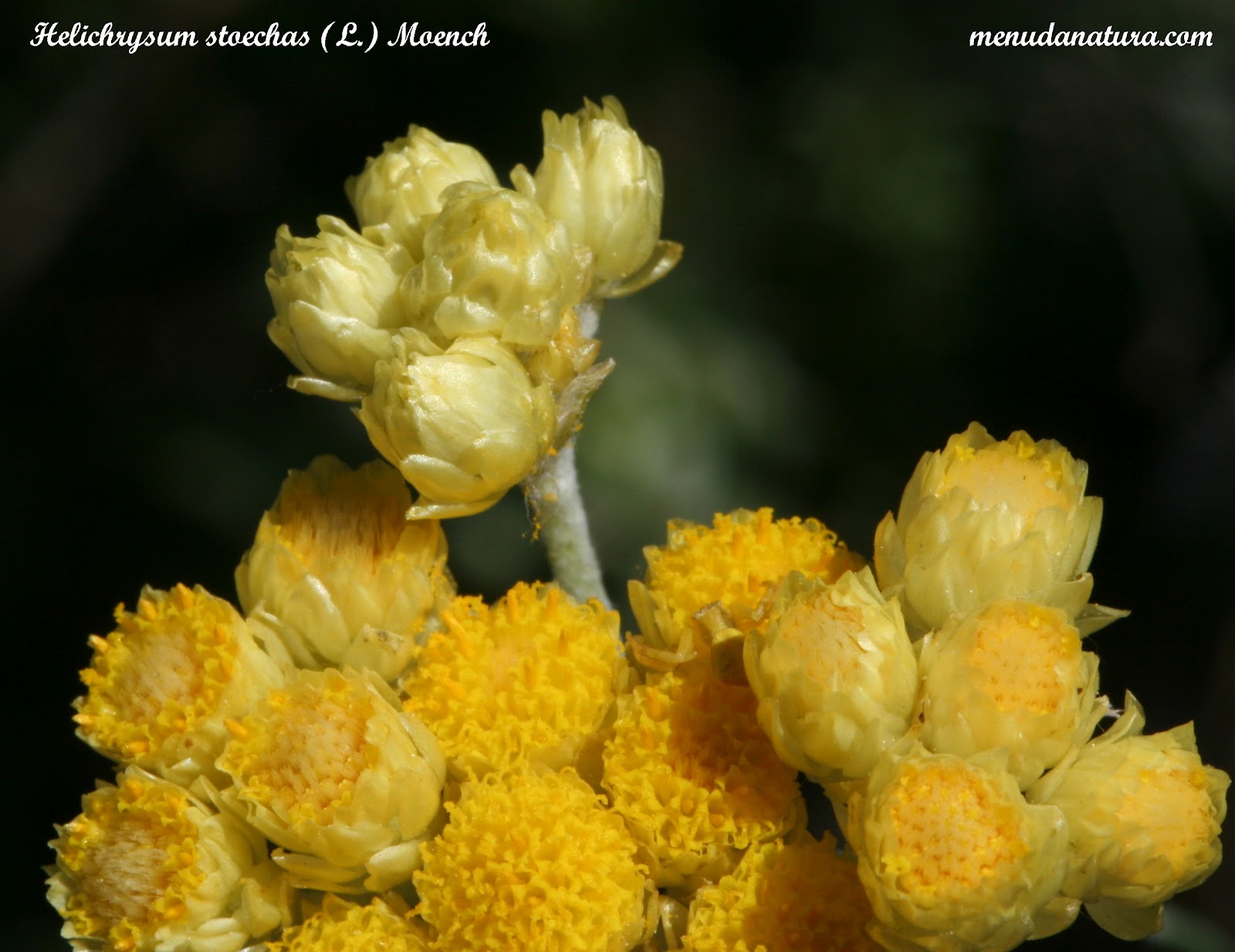 Menuda Natura: Helichrysum stoechas (L.) Moench