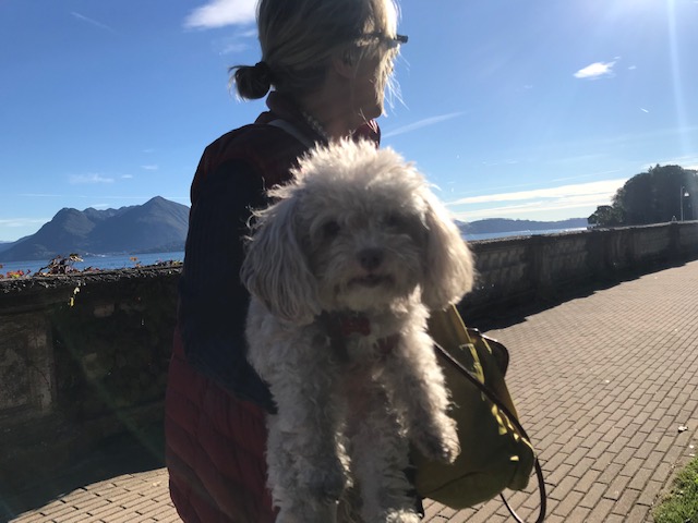 イタリア・ストレーザの町をマッジョーレ湖沿いを散策　出会った犬　かわいい