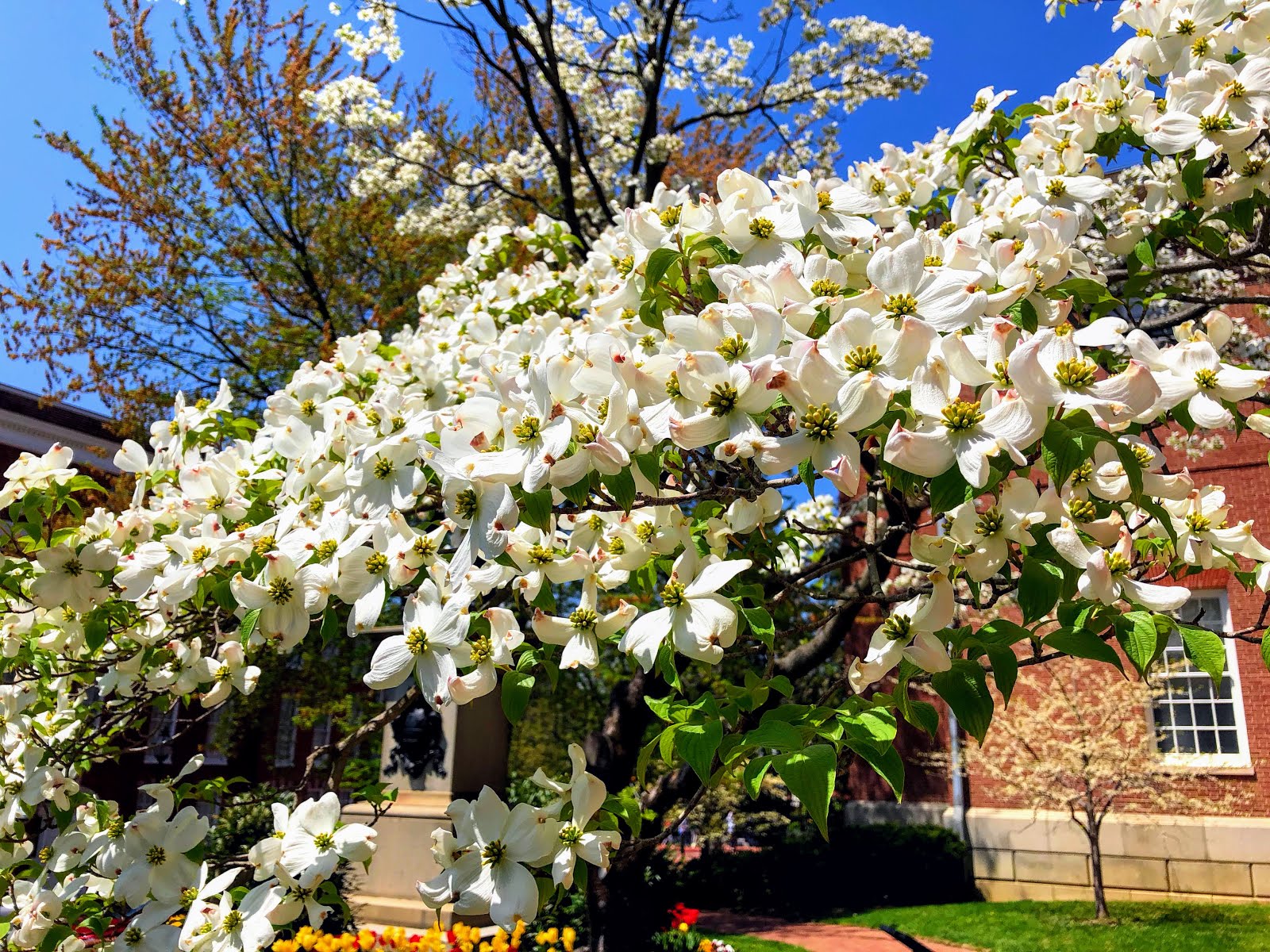 Walking Arizona Dogwood