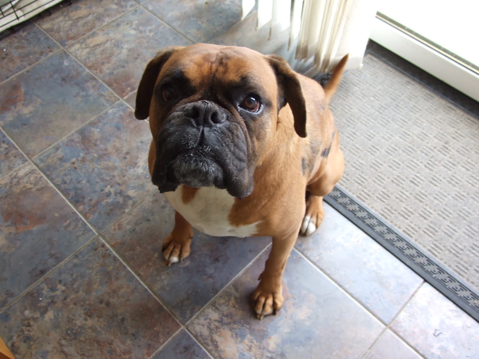 My Dog And His Alopecia!