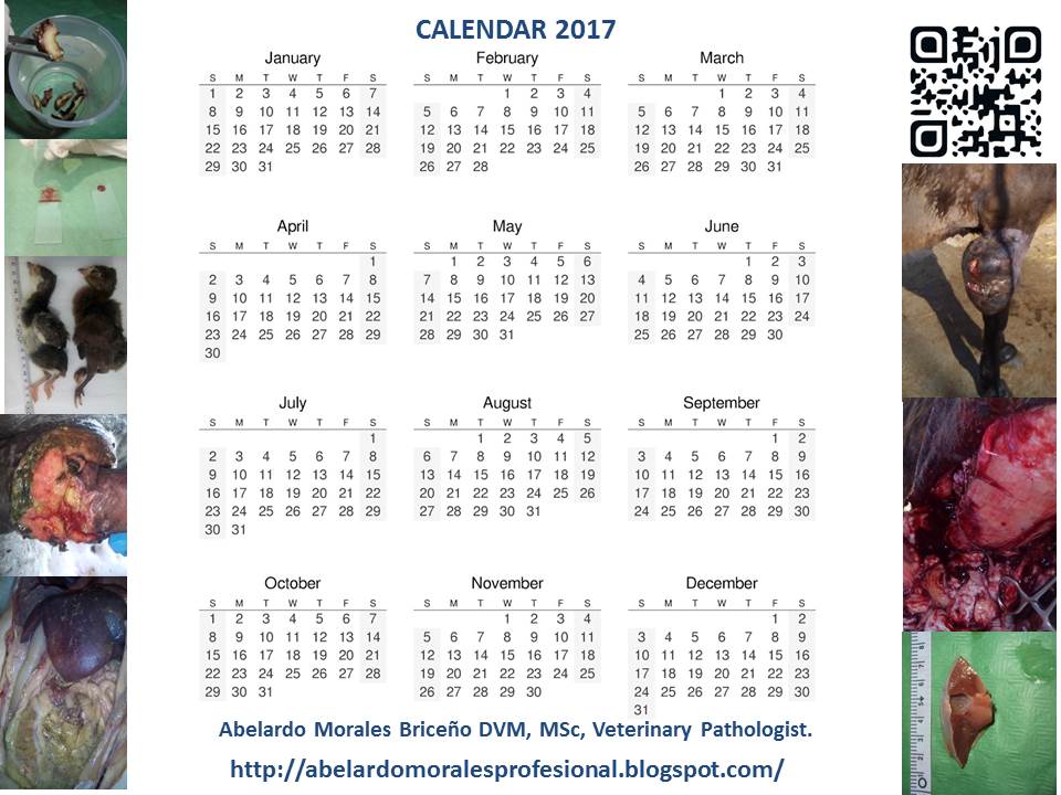 Calendar 2017/Calendario 2017