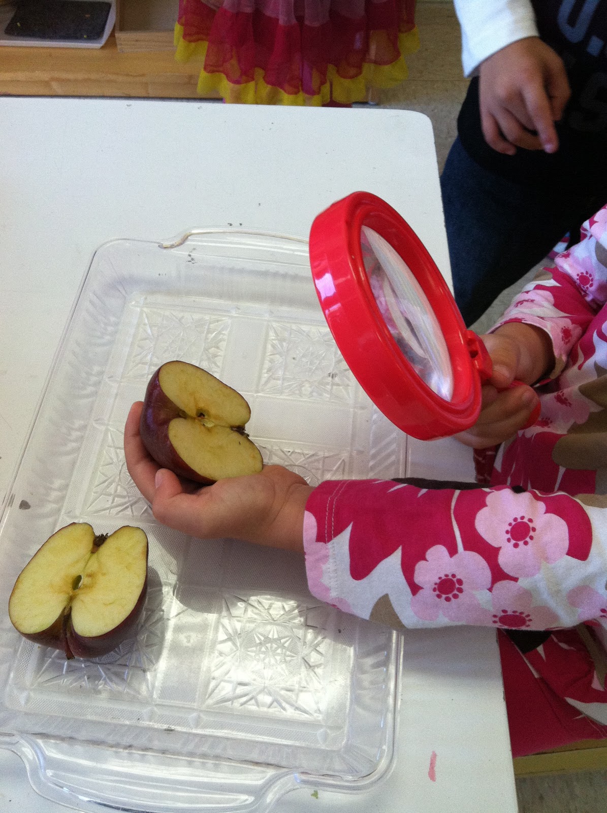 crazy-about-montessori-parts-of-an-apple