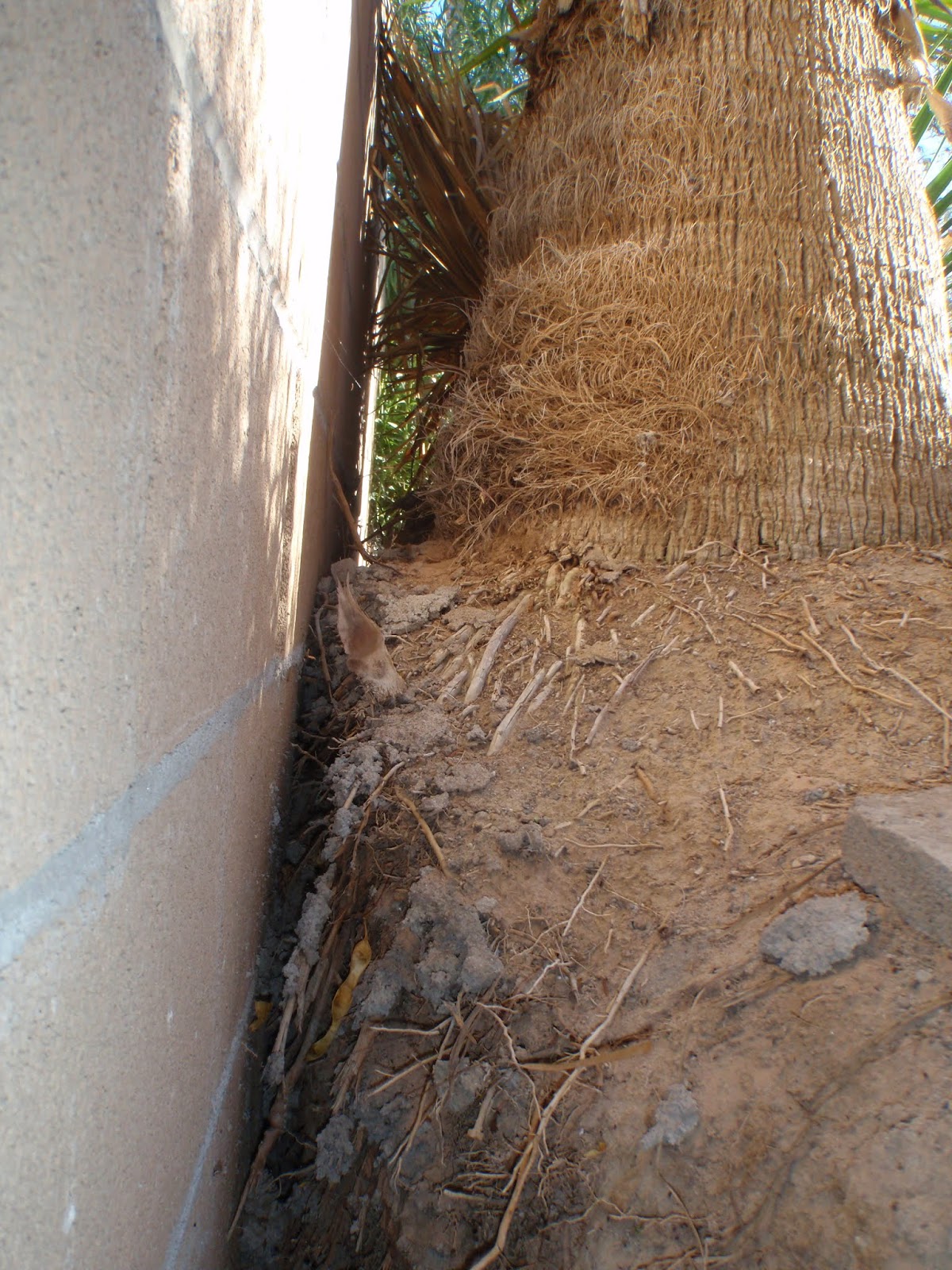 Xtremehorticulture of the Desert Best Distance of Palms to Walls is