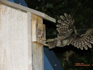 Eastern Screech Owl in Flight