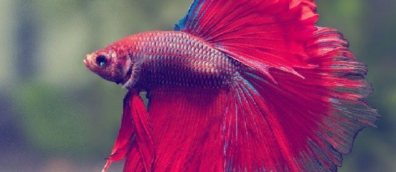Cara Merawat Ikan Cupang Agar Sehat dan Cepat Besar