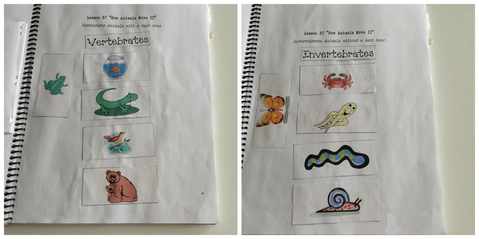 TeacherMomPlus3: Vertebrates and Invertebrates Unit Study