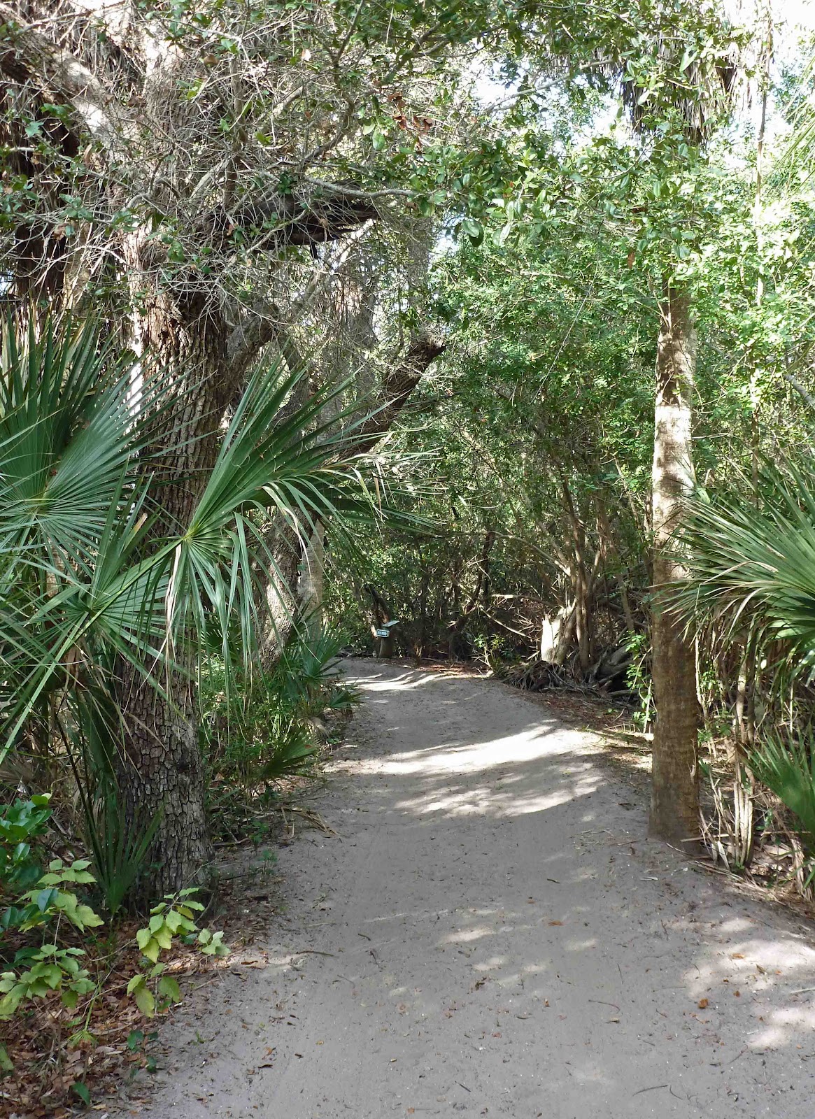Last Dance Cabbage Key