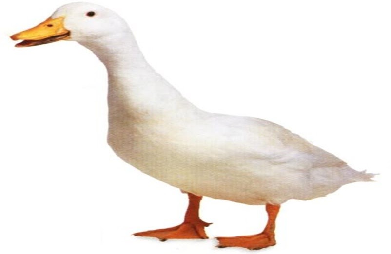 Sketsa Hewan Berkaki Dua