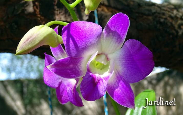 Como cuidar da orquídea Denphal - Jardinet