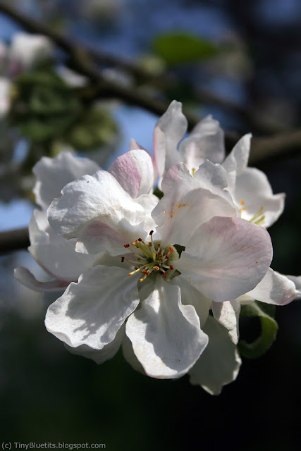 The flowering Apple Tree 