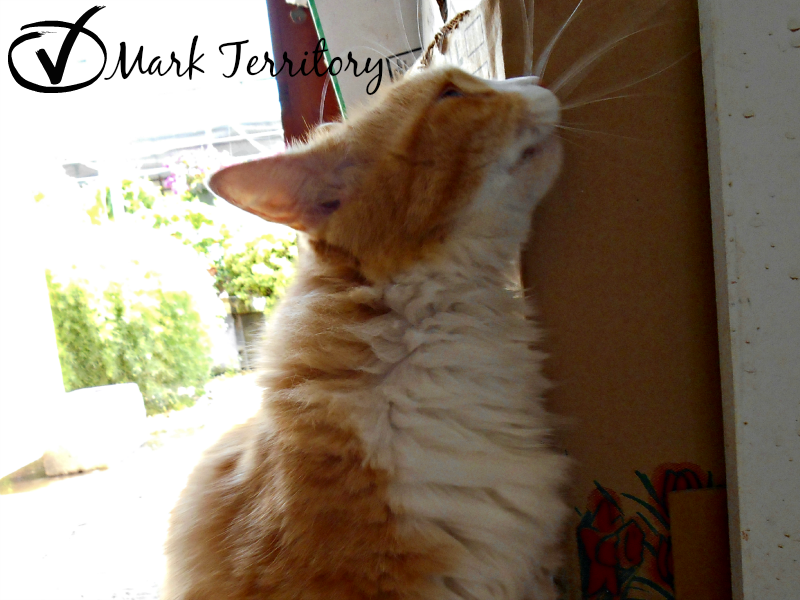 Understanding Your CuriousCat How Much Do Cat Owners Really Know