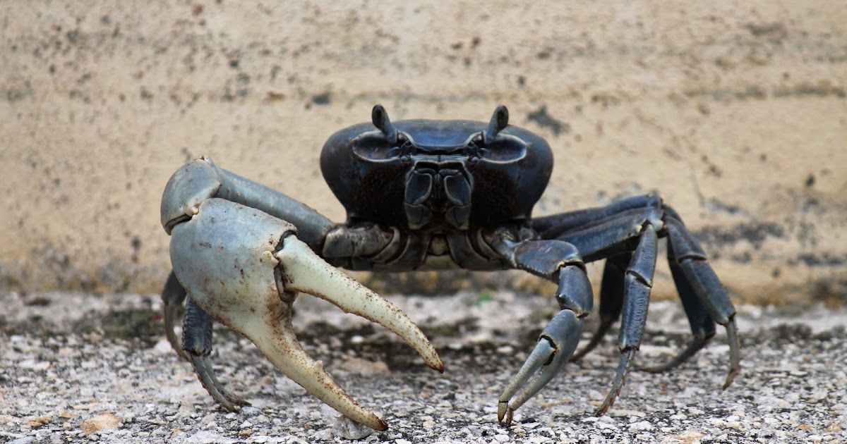 mitcheci photos: Florida: Blue Crab