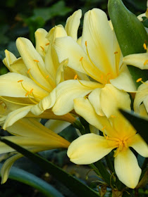 Yellow clivia minuata Centennial Park Conservatory 2015 Spring Flower Show by garden muses-not another Toronto gardening blog
