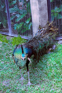 Beautiful Bird Peacock or Peafowl At Bali Bird Park Gianyar Bali