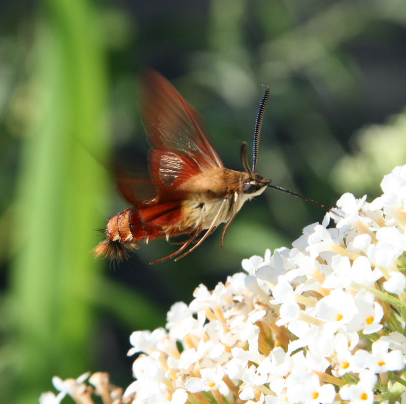 Gardening with Tom McNutt HUMMINGBIRD MOTH