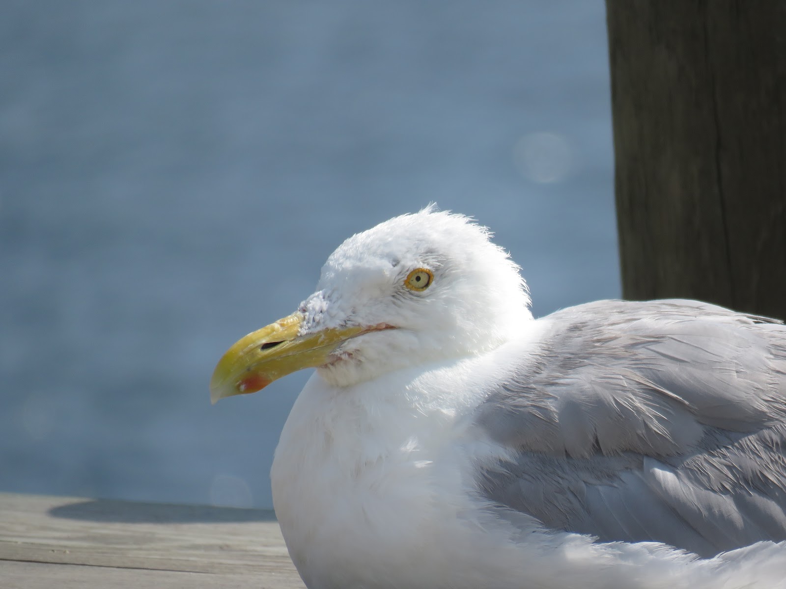 Bird & Travel Photos, Birding Sites, Bird Information BREEDING HERRING