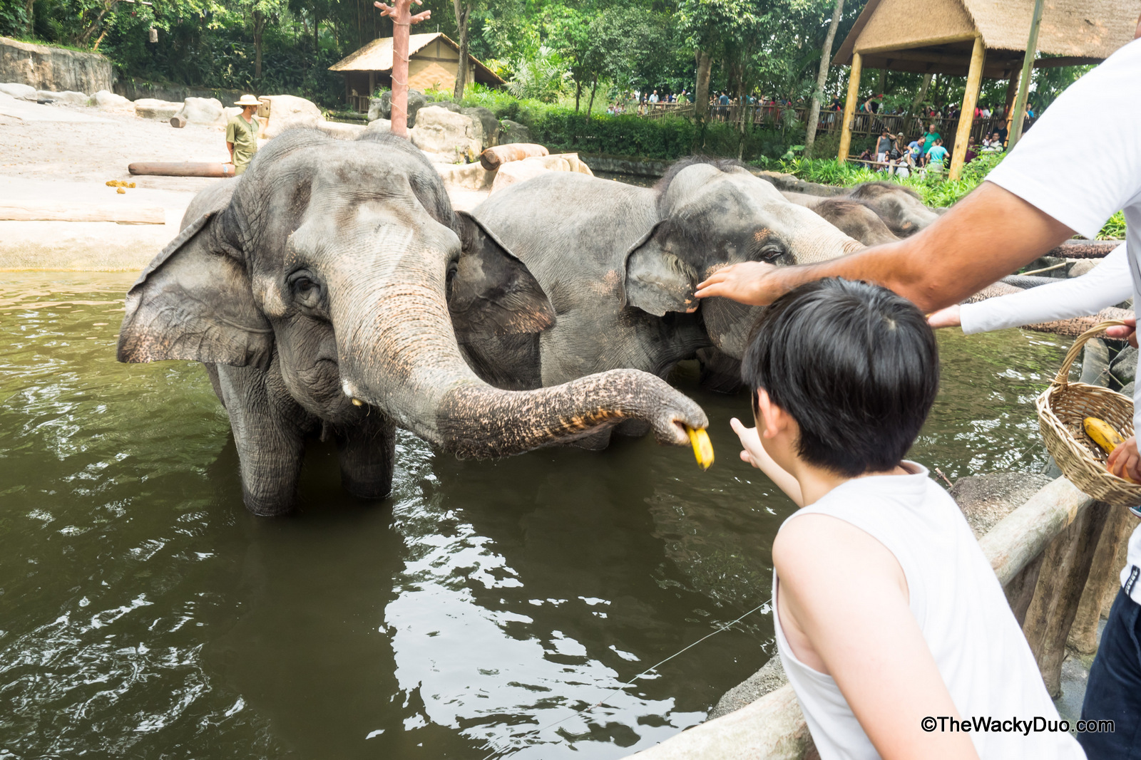 5 Must Do Activities in Singapore Zoo for kids